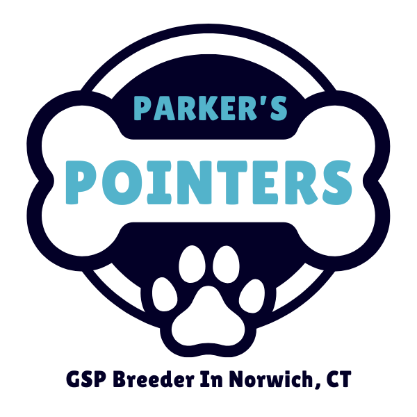 Parker’s Pointers - Golden Shorthaired Pointer Puppies For Sale 600px