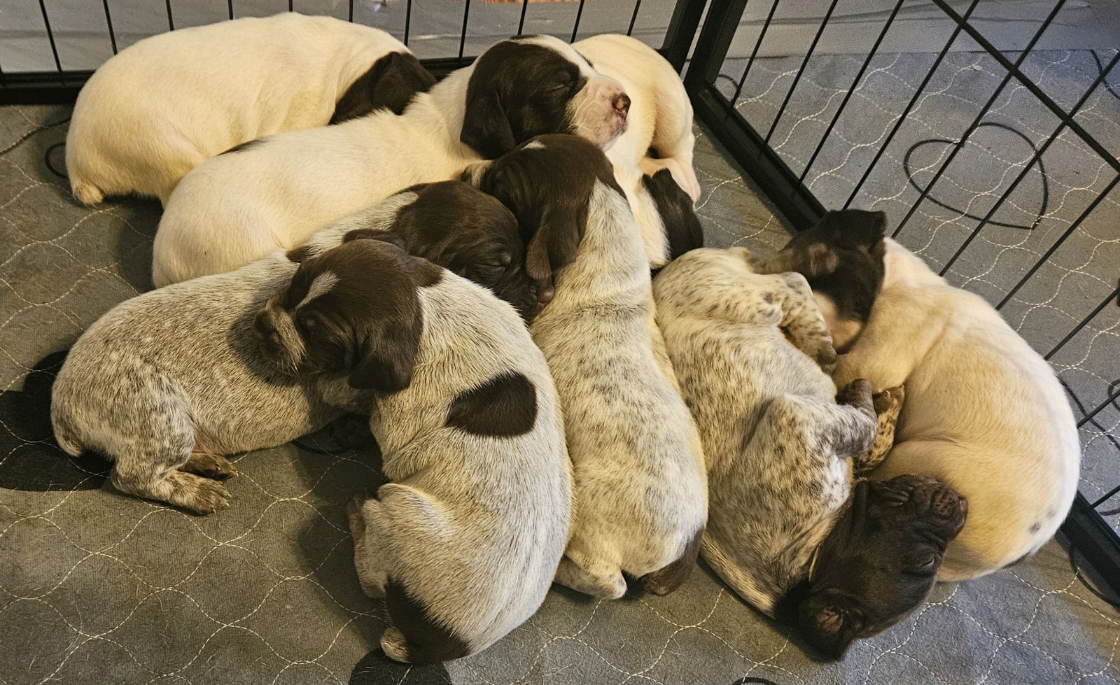 2024-11 Litter of GSP Puppies for sale